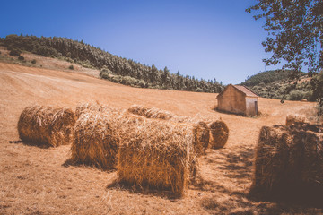 Rolos de palha espalhados pelo campo