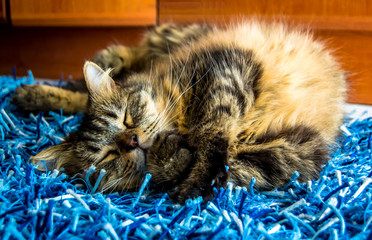 gato a dormir no tapete