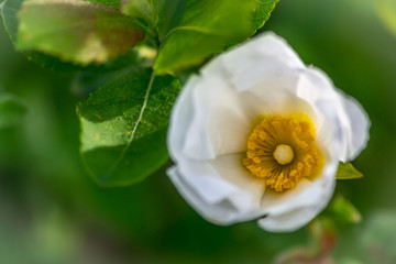 Flores da natureza em jardins