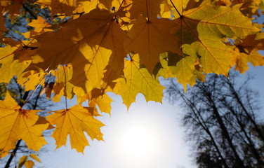 Beautiful maple autumn leaves