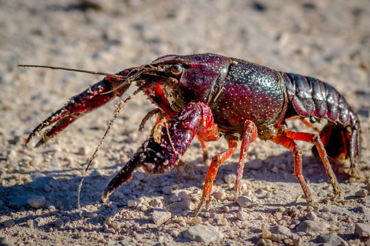 Lagostim em estado selvagem ao Sol
