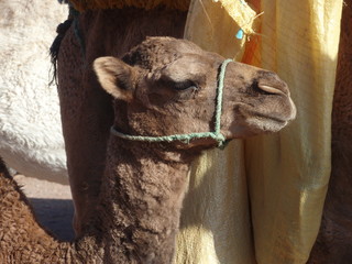 Chameau marocain