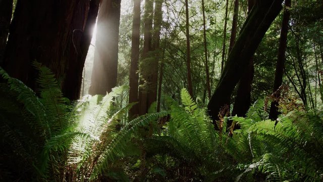 Sunbeam shining around edge of Redwood tree trunk