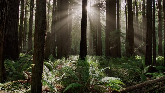 Panning shot bottom to top  of sunbeams in Redwood forest
