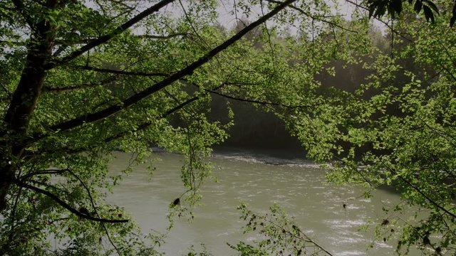 View of Gualala River through trees