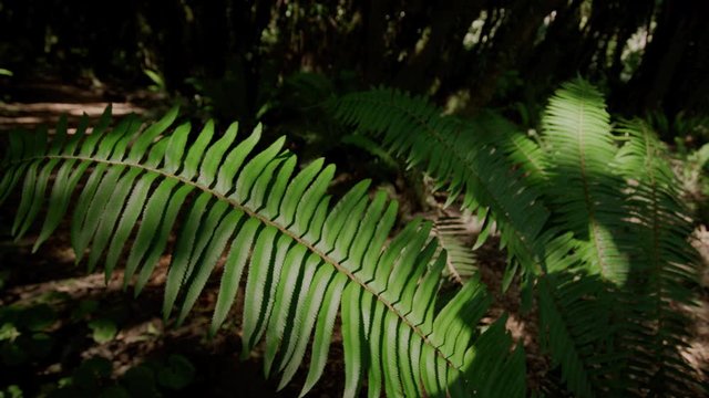 Closeup of fern blowing in breeze in Redwood forest