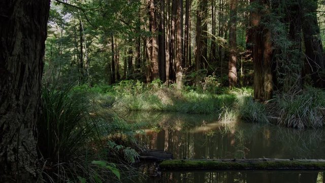 Quiet pond in Redwood forest