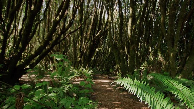 Handheld shot of sunlit forest with ferns