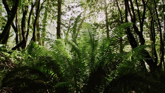 Low angle shot of ferns in Redwood forest