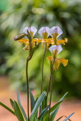 Obraz premium Paphiopedilum orchid on Doi Ang Khang, Chiang Mai, Thailand