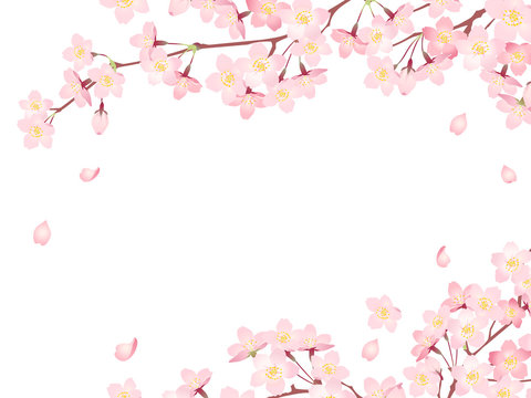 Frame of "Sakura" Cherry Blossoms/Spring flower of Japan /white background