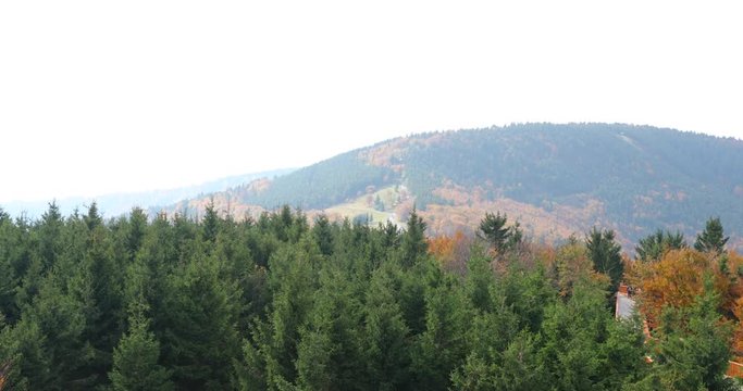 The crowns of tall trees in a dense coniferous forest under the onslaught of strong wind are moving trees on all sides captured in Nature park Radhost Pustevny area 4k 60fps.