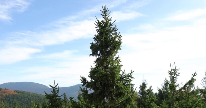 View of a spruce tree crown during strong wind when the tree bends to the sides in background of a blue sky with clouds in the Beskids Area during a windy sunny day in Radhost Pustevny area 4k 60fps.