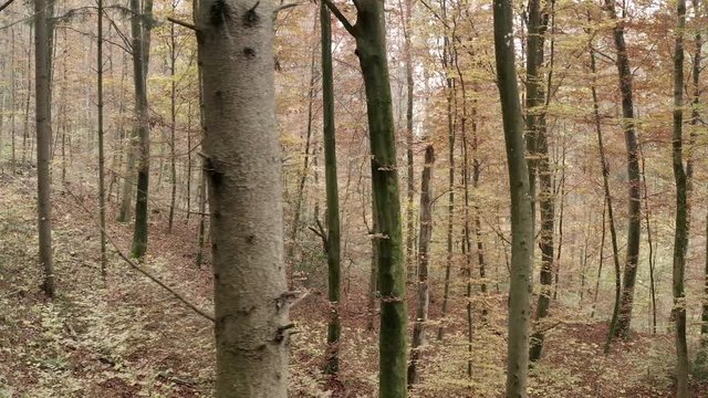 Flying through the woods in November in 4K