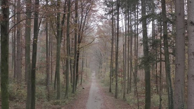 Flying through the woods in November in 4K