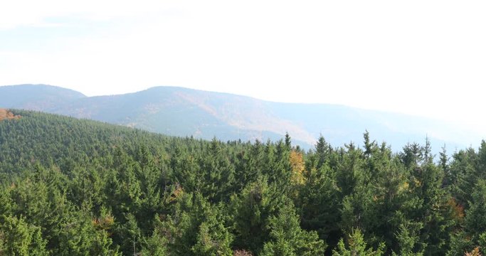 The crowns of tall trees in a dense coniferous forest under the onslaught of strong wind are moving trees on all sides captured in Nature park Radhost Pustevny area 4k 60fps.