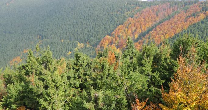 Slide up crowns of tall trees in a dense coniferous forest under the onslaught of strong wind are moving trees on all sides captured in Nature park Radhost Pustevny area 4k 60fps.
