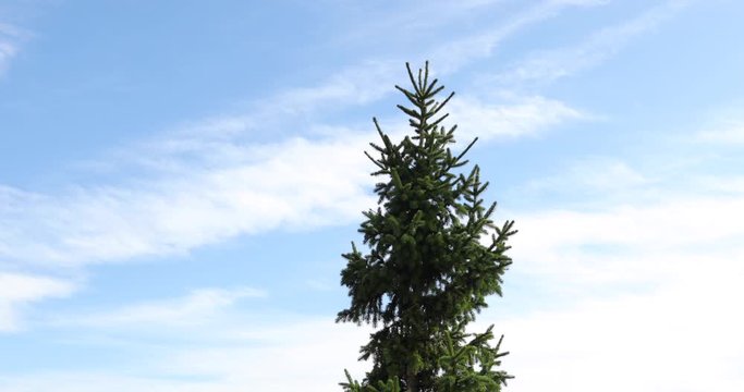 Detail view of a spruce tree crown during strong wind when the tree bends to the sides in background of a blue sky with clouds in the Beskids Area a windy sunny day in Radhost Pustevny area 4k 60fps.