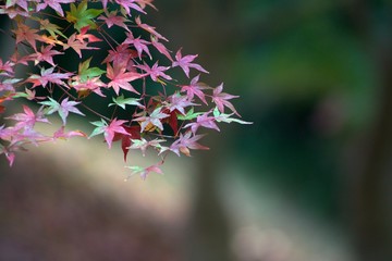 Autumn color
