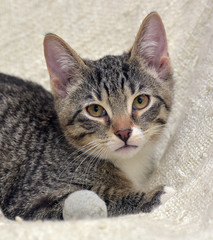 striped kitten lies on a light background