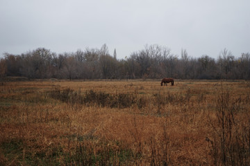 horses in field