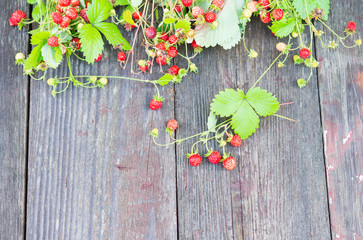 Wild berries. Wild strawberry.