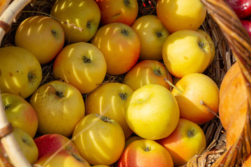 Healthy organic apples in a basket outdoor. Red and yellow apples in the basket. Concept of harvest. 