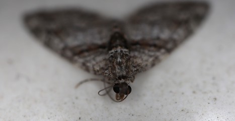 macro photo of insects closeup