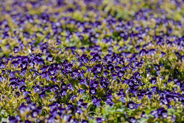 A beautiful wishbone flower for background