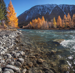 Mountain river, stony shore. Bright autumn landscape, orange larches in the evening light. Travel and leisure in the mountains.