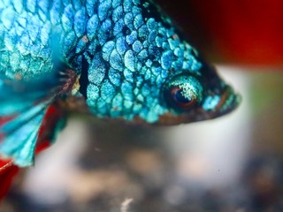 macro photo of insects closeup
