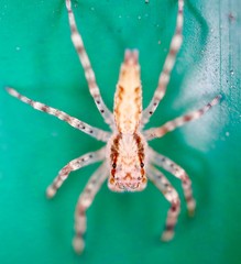 macro photo of insects closeup