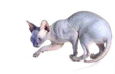 Sphynx cat isolated on white
