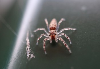 macro photo of insects closeup