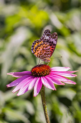 Butterflies on flowers and sunlight