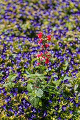 Naklejka premium A beautiful wishbone flower for background