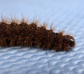 macro photo of insects closeup