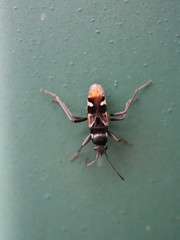 macro photo of insects closeup
