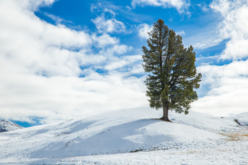 Beautiful Winter at Alpe di Siusi, Seiser Alm - Italy - Holiday background for Christmas.