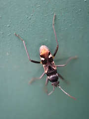 macro photo of insects closeup