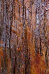 Obraz premium old wood texture