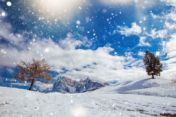 Beautiful Winter at Alpe di Siusi, Seiser Alm - Italy - Holiday background for Christmas.