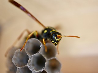 macro photo of insects closeup