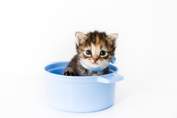 A little curious striped kitten looks out of the pan with sad eyes on white background.