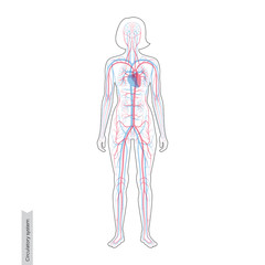 circulatory system anatomy