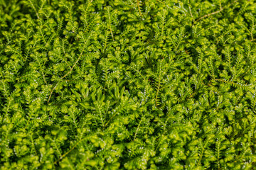 A Chinese fern for background