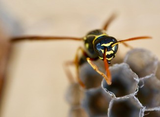 macro photo of insects closeup
