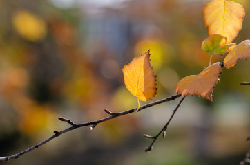 Beautiful Colorful Autumn Leaves