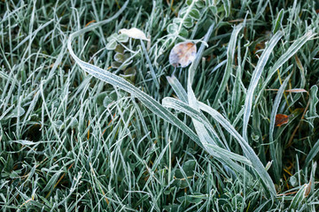 Close up image of hoarfrost grass at early winter morning.