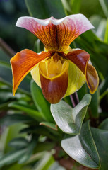 Paphiopedilum orchid on Doi Ang Khang, Chiang Mai, Thailand